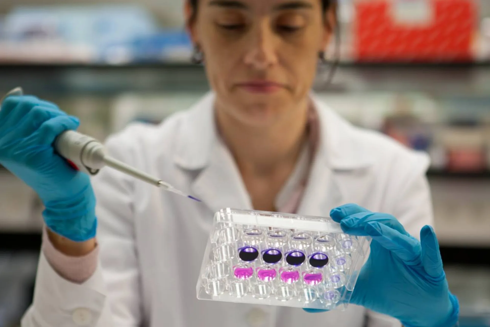Researcher pipetting into a 12-well cell culture plate